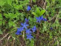 (27) Spring Gentians